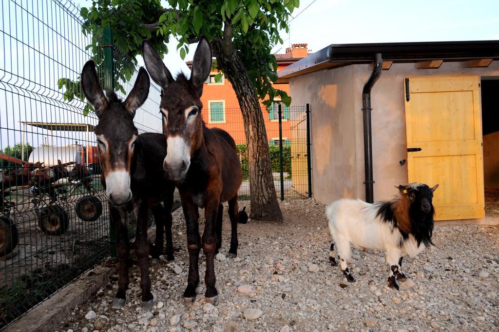 Agriturismo Al Barco Hostal Sommacampagna Exterior foto